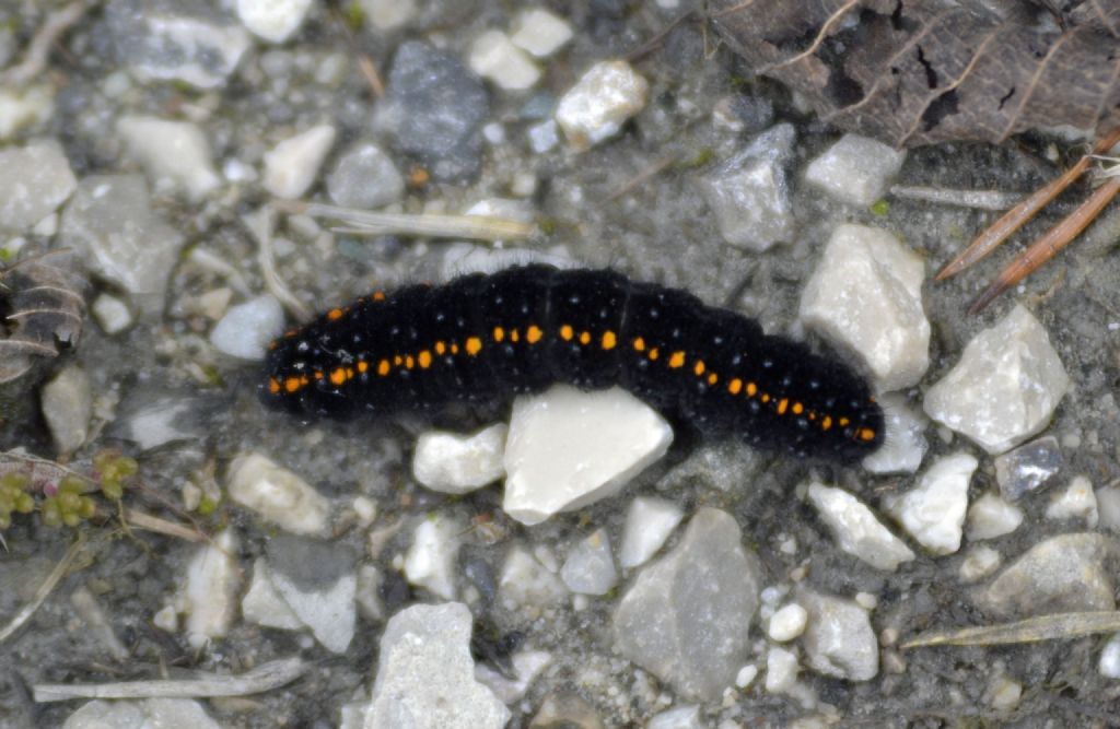 Larva di Parnassius cfr. apollo